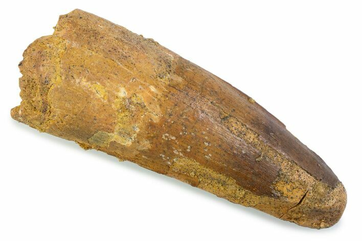Fossil Spinosaurus Tooth - Feeding Worn Tip #374005